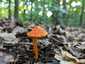 Feketedő nedűgomba (Hygrocybe conica), Budai-hegység
